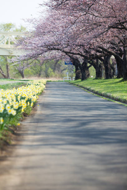 istock Pathway and Cherry blossoms bloom or sakura at Kitakami Tenshochi Park 1007024768