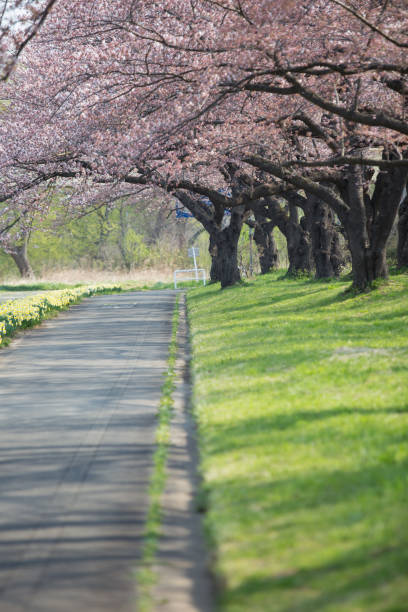 istock Pathway and Cherry blossoms bloom or sakura at Kitakami Tenshochi Park 1007024776