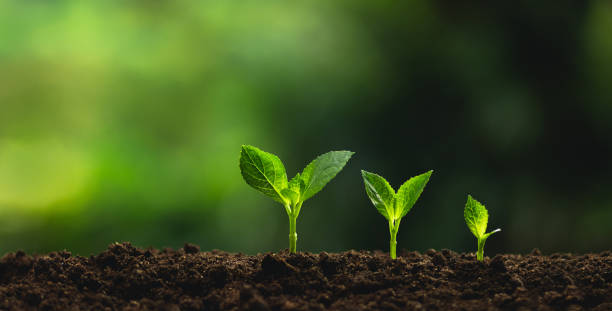 istock Plant a tree Natural tree Green backgroun seedlings in nature 1007030338