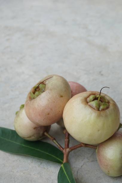 Syzygium jambos fruit Syzygium jambos is another type of rose apple in Thailand syzygium jambos stock pictures, royalty-free photos & images