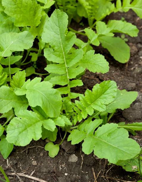 istock daikon radish growing in the garden 1007044024