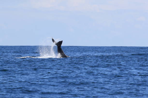 istock A Humpback Whale Dives Near Vancouver Island 1007046554