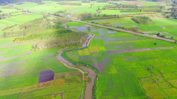 istock Panoramic view nature Landscape of a green field with rice 1007049896