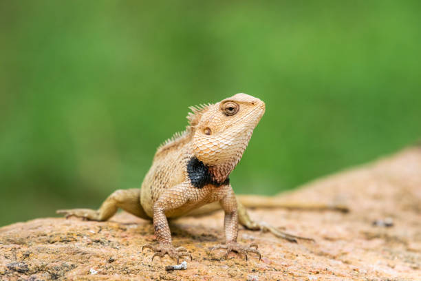 Beautiful oriental garden lizard stock photo