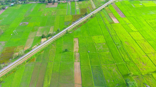 istock Panoramic view nature Landscape of a green field with rice 1007050132
