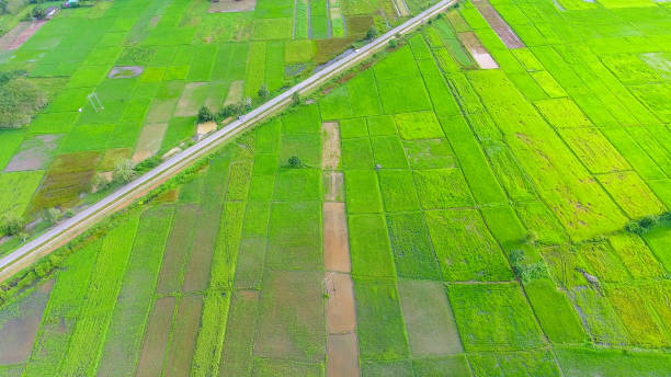 istock Panoramic view nature Landscape of a green field with rice 1007050162