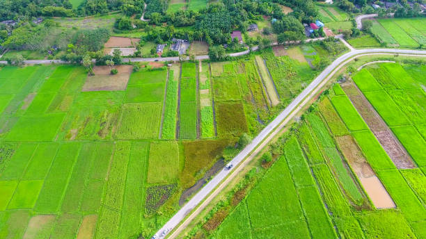 istock Panoramic view nature Landscape of a green field with rice 1007052562