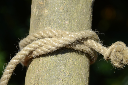 Clove hitch on a hemp rope.