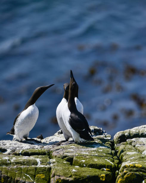 istock Beautiful Common Guillemot on cliff face on bright Spring day 1007056674