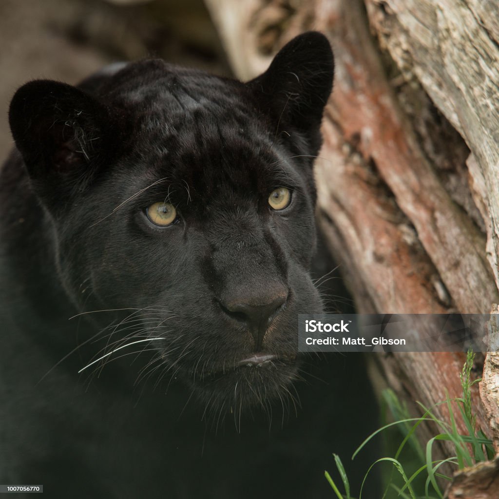 Hermoso Retrato De Pantera Negra Panthera Pardus En Paisaje Colorido Foto de stock y más banco de imágenes de Animal - iStock Hermoso Retrato De Pantera Negra Panthera Pardus En Paisaje Colorido Foto de stock y más banco de imágenes de Animal - iStock