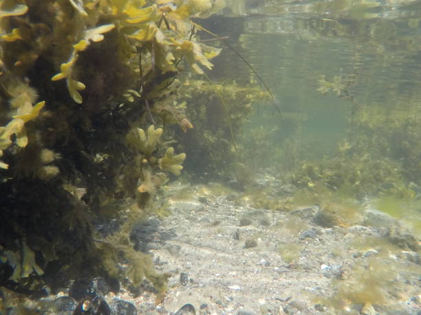 istock Under the surface of salt water. 1007056872