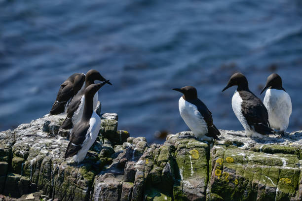 istock Beautiful Common Guillemot on cliff face on bright Spring day 1007057002