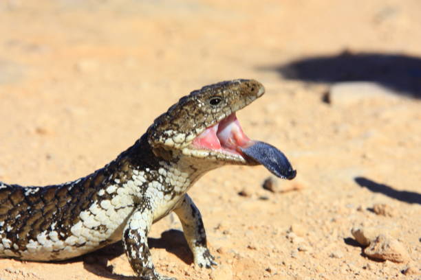 blue tongued lizard stock photo