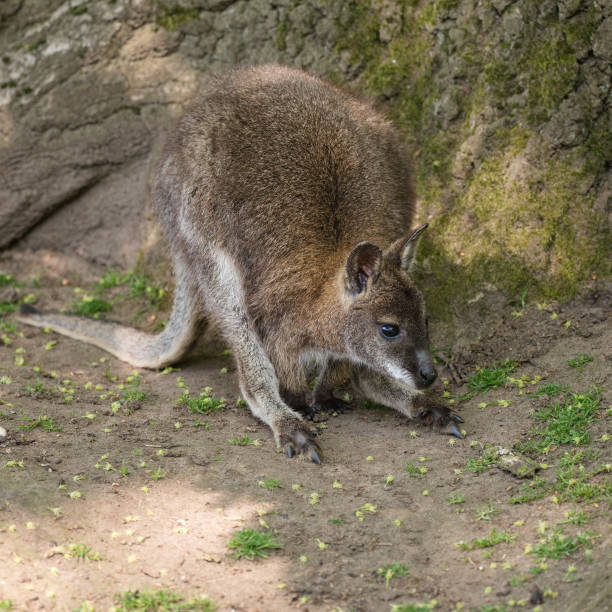 wallaby przyrody diprotodontia macropoidae w sunlgiht w lesie z yound joey w torebce - sunlgiht zdjęcia i obrazy z banku zdjęć