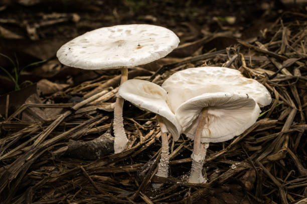 Wild Indian white mushroom macro stock photo