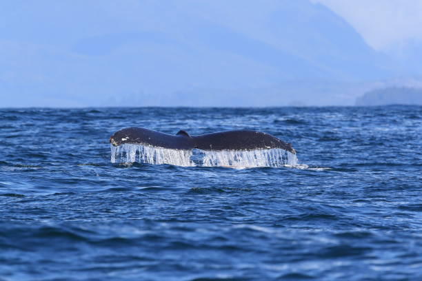 istock A Humpback Whale Dives Near Vancouver Island 1007062628