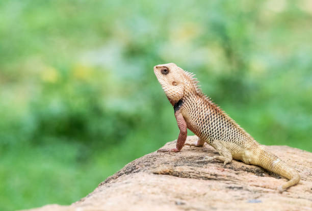 Beautiful oriental garden lizard stock photo