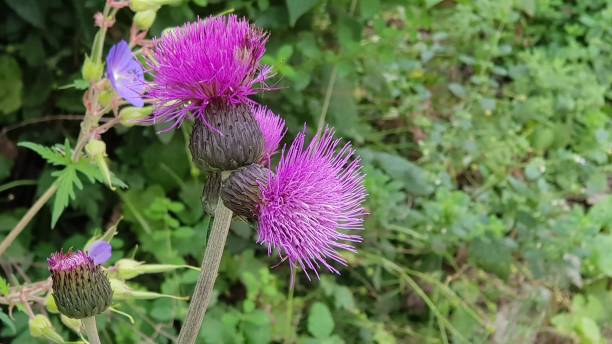 istock Wild Thistles Scotland 1007072924