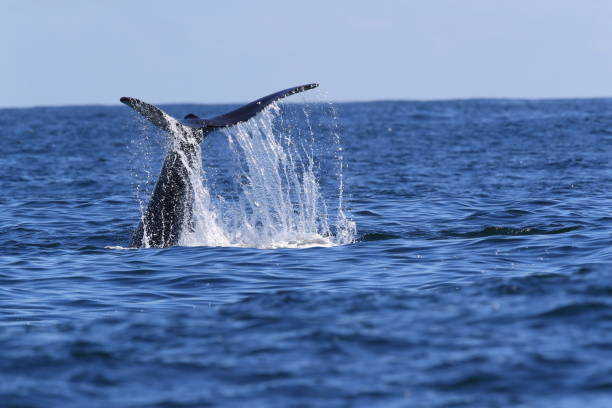 istock A Humpback Whale Dives Near Vancouver Island 1007077518