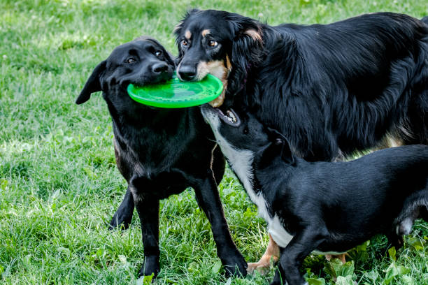 istock 3 dogs playing in the outdoor 1007078100