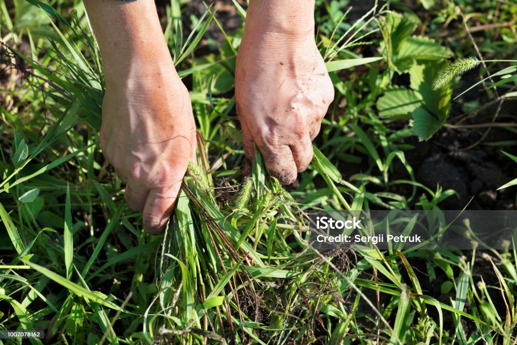 The farmer weeds the garden and removes the weeds The farmer himself removes weeds from the soil on the field weeding strawberry bushes Weeding Stock Photo