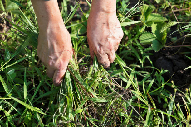 The farmer weeds the garden and removes the weeds The farmer himself removes weeds from the soil on the field weeding strawberry bushes uncultivated stock pictures, royalty-free photos & images