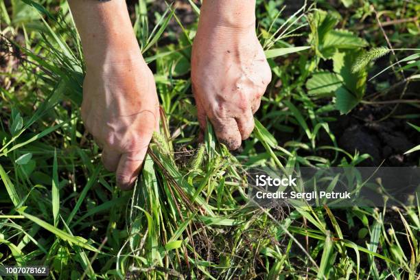 The Farmer Weeds The Garden And Removes The Weeds Stock Photo - Download Image Now - Weeding, Uncultivated, Control