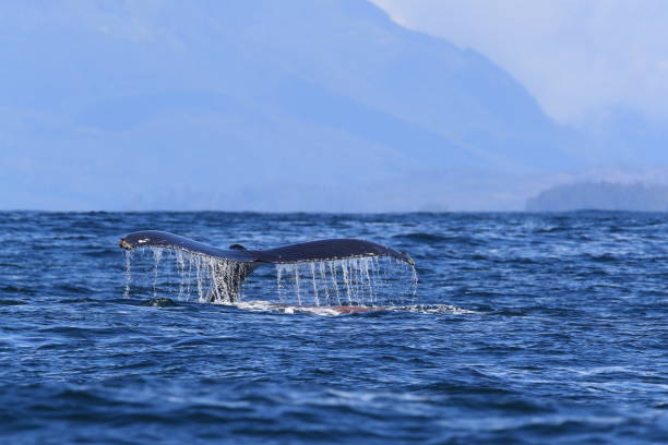 istock A Humpback Whale Dives Near Vancouver Island 1007080458