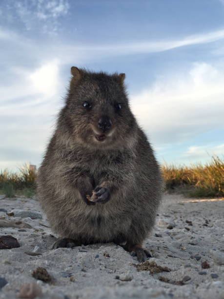 The Happiest Animal On Earthquokkasetonix Brachyurus On Rottnest Island  Western Australia Stock Photo - Download Image Now - iStock