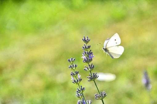 The butterfly cabbage rests on lavender flowers