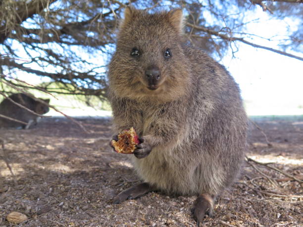 Quokka Smiling Stock Photos, Pictures & Royalty-Free Images - iStock