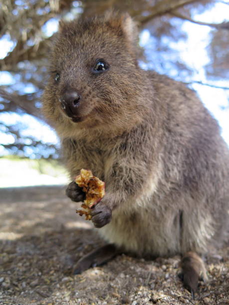 Quokka Smiling Stock Photos, Pictures & Royalty-Free Images - iStock