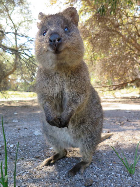 das glücklichste tier auf erden quokka setonix brachyurus auf rottnest island, western australia - animal nose stock-fotos und bilder