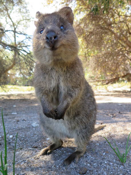 The happiest animal on earth-Quokka-Setonix Brachyurus on Rottnest Island, Western Australia stock photo