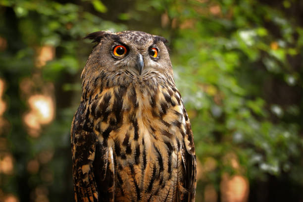 istock Portrait popular owl Grouse big - Bubo bubo 1007083556