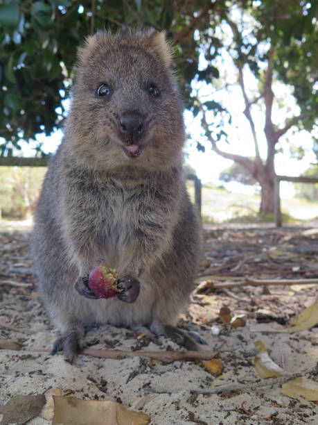 Quokka Smiling Stock Photos, Pictures & Royalty-Free Images - iStock Quokka Smiling Stock Photos, Pictures & Royalty-Free Images - iStock