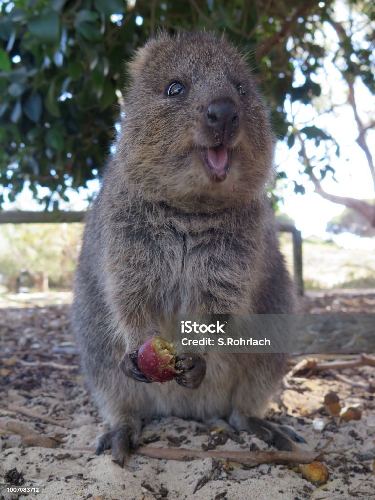 The Happiest Animal On Earthquokkasetonix Brachyurus On Rottnest Island Western Australia Stock Photo - Download Image Now - iStock The Happiest Animal On Earthquokkasetonix Brachyurus On Rottnest Island Western Australia Stock Photo - Download Image Now - iStock