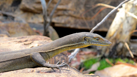 lizard, goanna in the outback of australia