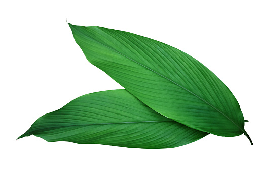 Green leaves of turmeric (Curcuma longa) ginger medicinal herbal plant isolated on white background, clipping path included.
