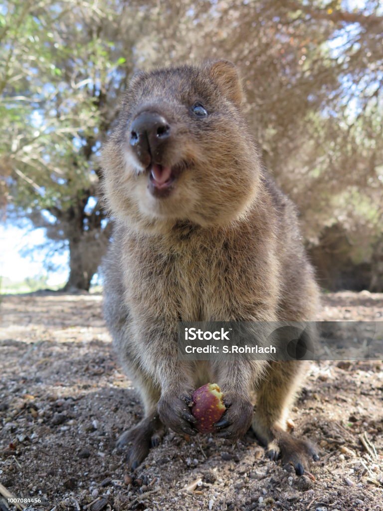 The Happiest Animal On Earthquokkasetonix Brachyurus On Rottnest Island  Western Australia Stock Photo - Download Image Now - iStock