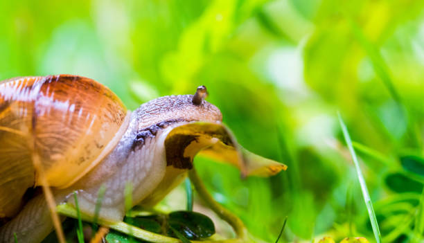 Garden snail climbing a leaf stock photo