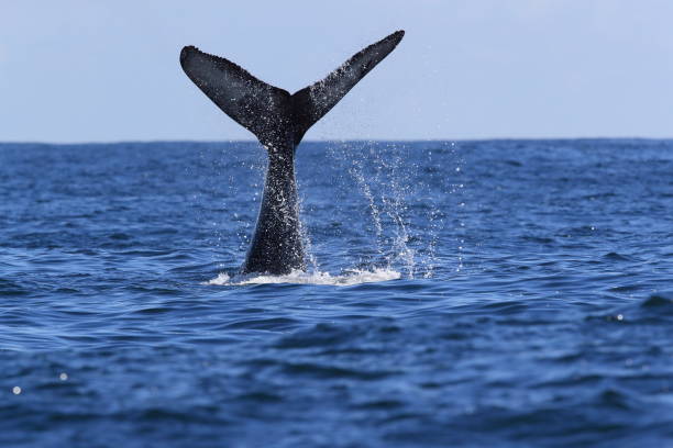 istock A Humpback Whale Dives Near Vancouver Island 1007087294
