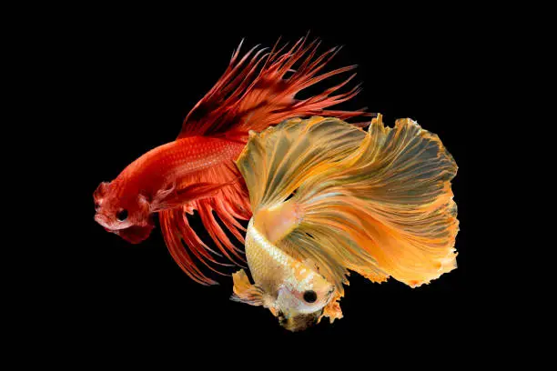 Close up art movement of Betta fish,Siamese fighting fish isolated on black background.Fine art design concept.