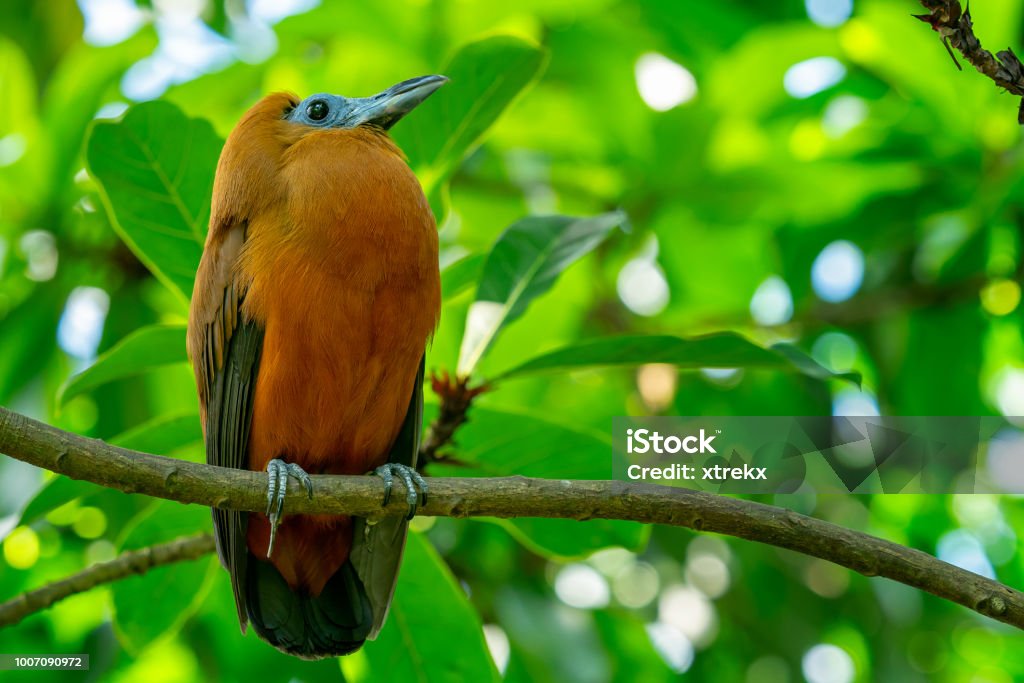 Tropical bird capuchinbird or calfbird - Perissocephalus tricolor in the rainforest Brazil Stock Photo