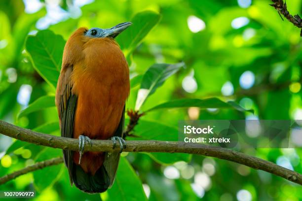 Tropical Bird Capuchinbird Or Calfbird Perissocephalus Tricolor In The Rainforest Stock Photo - Download Image Now