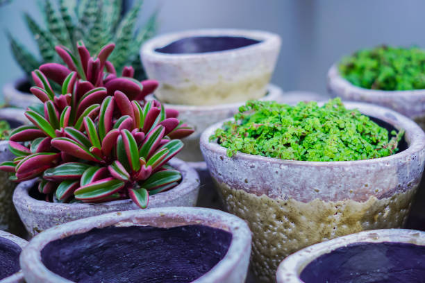 istock ceramics flower pots empty and with plants, gerden decoration 1007090978