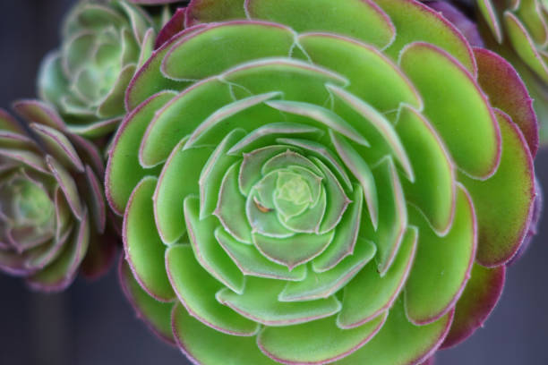istock Echeveria plant background, top view 1007091010