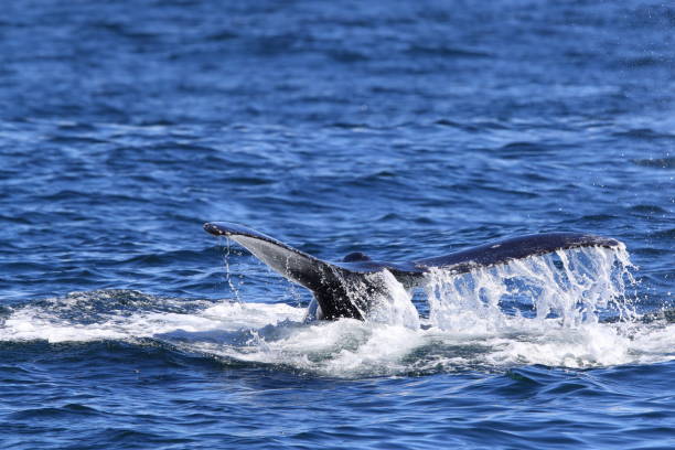 istock A Humpback Whale Dives Near Vancouver Island 1007091322