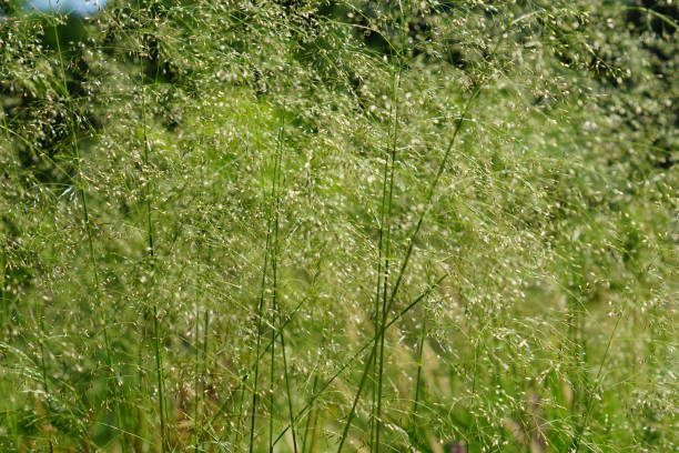 istock green grass in the forest, nature landscape 1007093854