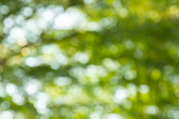 istock Natural green bokeh abstract background 1007093980